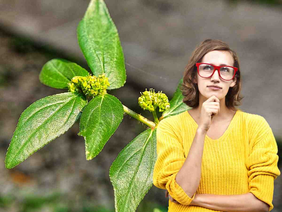 donna pensosa davanti a una pianta di euphorbia hirta