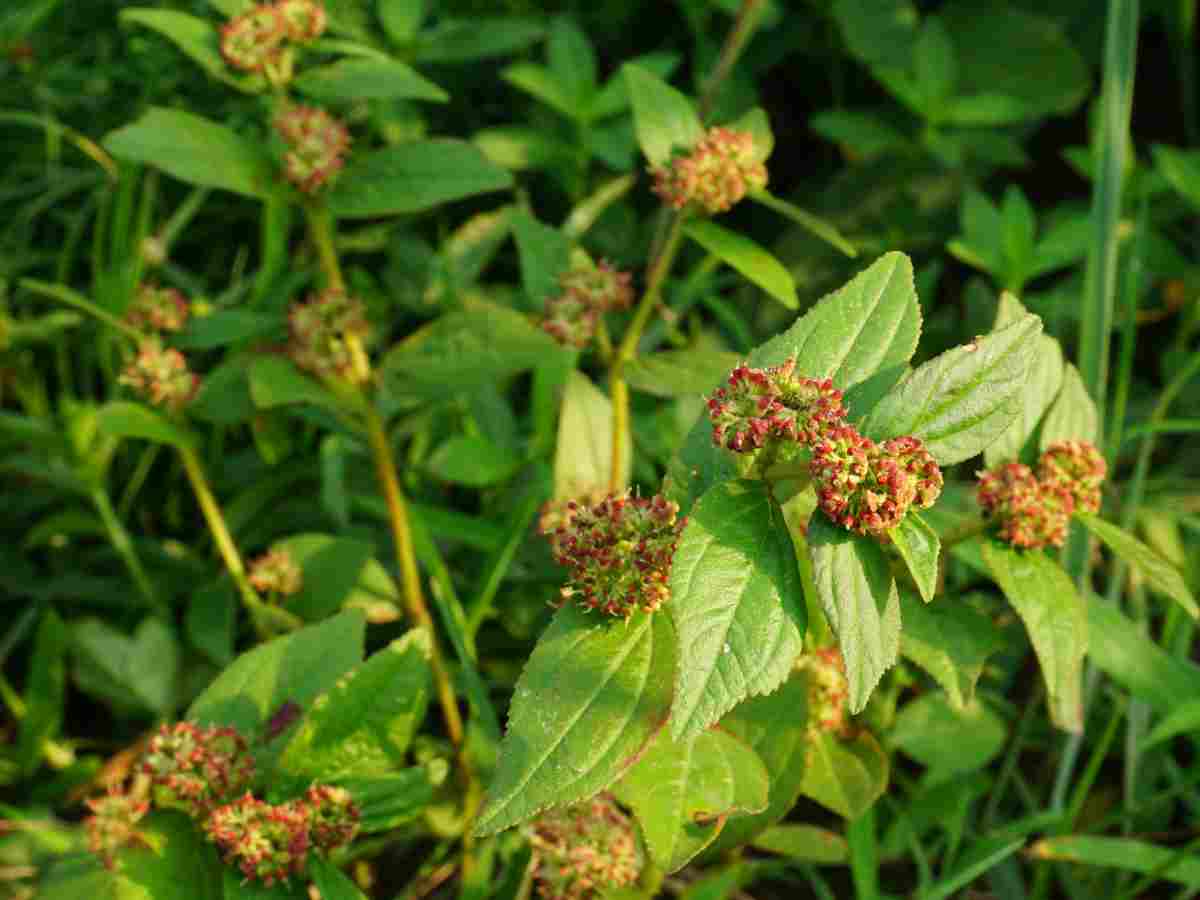 euphorbia hirta cresce per strada